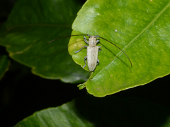 Prosopocera maculosa