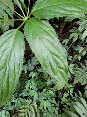 Araliaceae