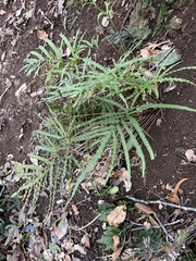 Pteris hillebrandii