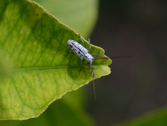 Prosopocera maculosa