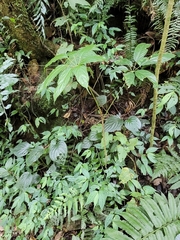 Araliaceae