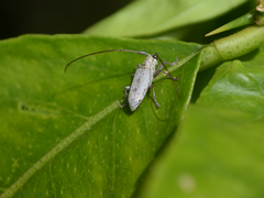 Prosopocera maculosa