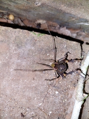 Gonyleptidae