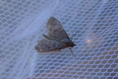 Herpetogramma licarsisalis