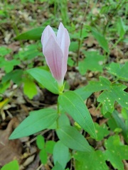 Spigelia alabamensis