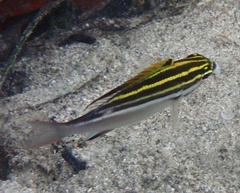 Scolopsis bilineata