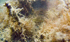 Gobius ophiocephalus