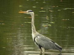Ardea cinerea jouyi