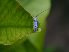Prosopocera maculosa