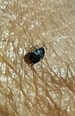 Insecta
