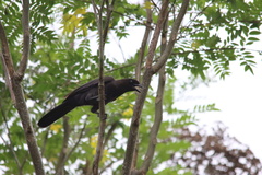 Cyanocorax cyanomelas