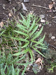 Pteris hillebrandii