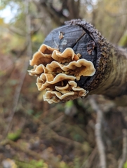 Stereum subtomentosum