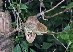 Calumma crypticum