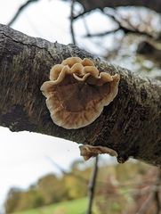 Stereum subtomentosum