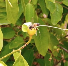 Apis mellifera