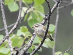 Phylloscopus inornatus