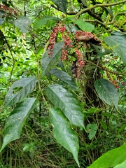 Antidesma tetrandrum