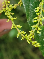 Antidesma tetrandrum