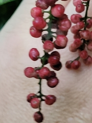 Antidesma tetrandrum