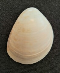 Laevicardium serratum