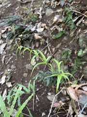 Pteris hillebrandii