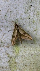 Xylophanes docilis