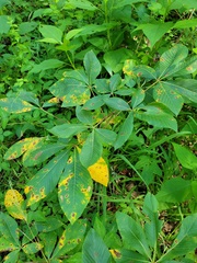 Phyllosticta sphaeropsoidea