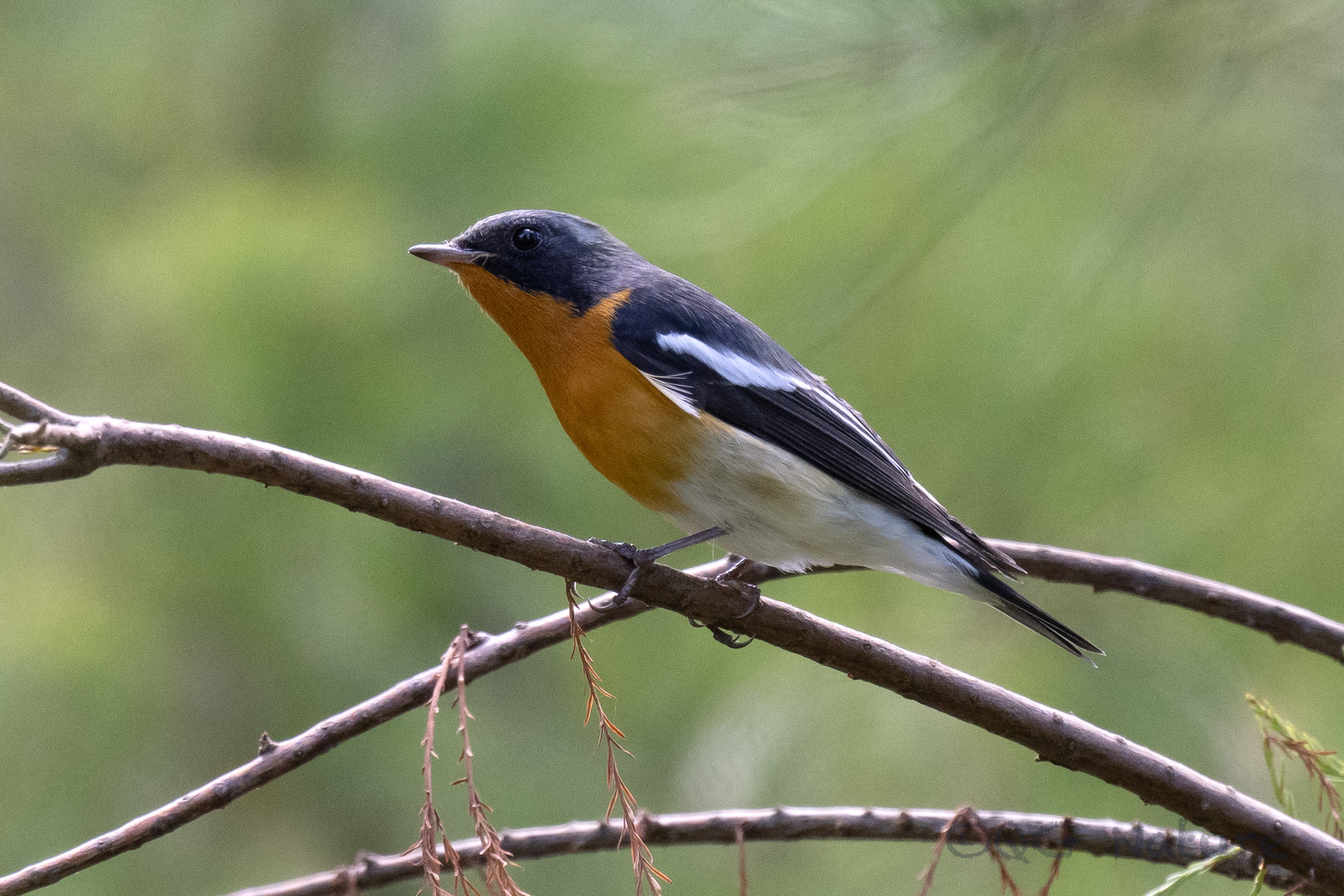 Mugimaki Flycatcher
