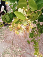 Cynophalla