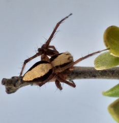 Oxyopes singularis