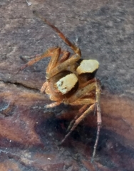 Oxyopes singularis