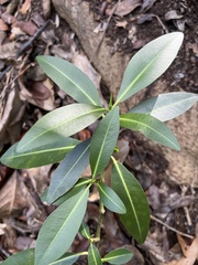 Euphorbia halemanui