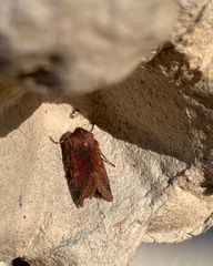 Agrochola haematidea