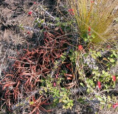 Aloe bakeri image