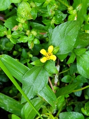 Synedrella nodiflora