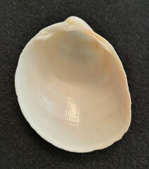 Laevicardium serratum