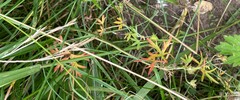 Geranium dissectum
