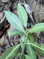 Euphorbia halemanui
