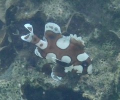 Plectorhinchus chaetodonoides