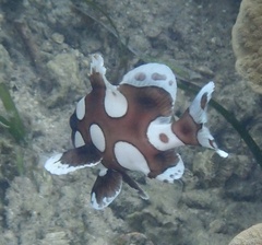 Plectorhinchus chaetodonoides