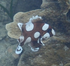 Plectorhinchus chaetodonoides