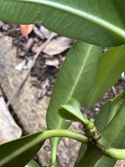 Euphorbia halemanui