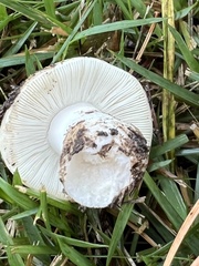Russula delica
