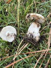 Russula delica