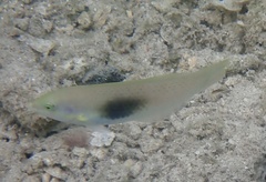 Halichoeres chloropterus