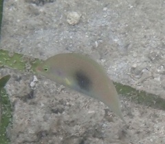 Halichoeres chloropterus