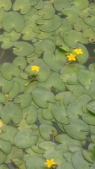 Nymphoides fallax