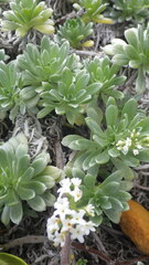 Heliotropium anomalum