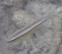 Scolopsis margaritifera